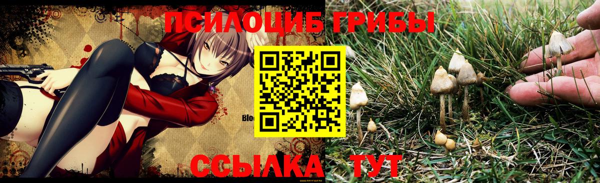 купить  сайты  Алексин  Псилоцибиновые грибы MAGIC MUSHROOMS  Псилоцибиновые грибы ЛСД 